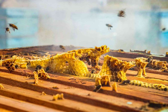 Köy Hayatını Seçti, Amacı Bal Üretiminde Markalaşmak