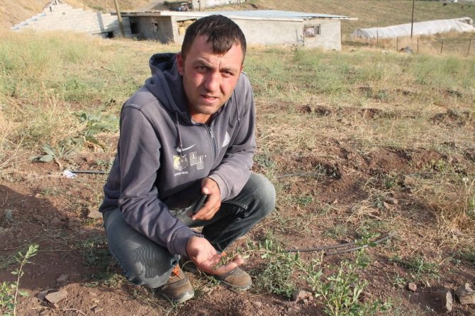 Bayburt’ta Goji Berry Fideleri Meyve Vermeye Başladı