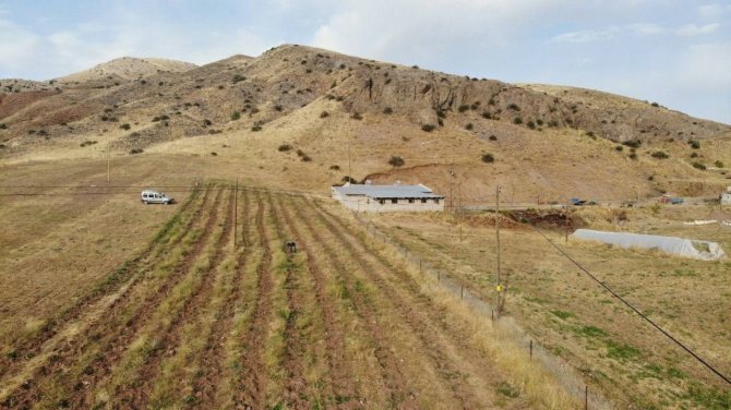 Bayburt’ta Goji Berry Fideleri Meyve Vermeye Başladı