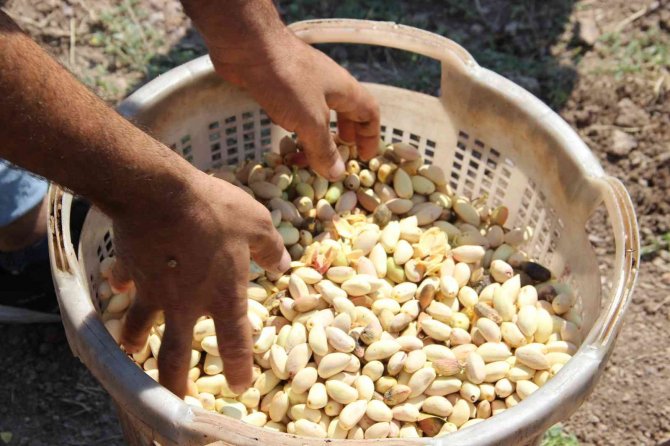 Antep Fıstığı Üretimine Başladılar Kazançlarını 10’a Katladılar