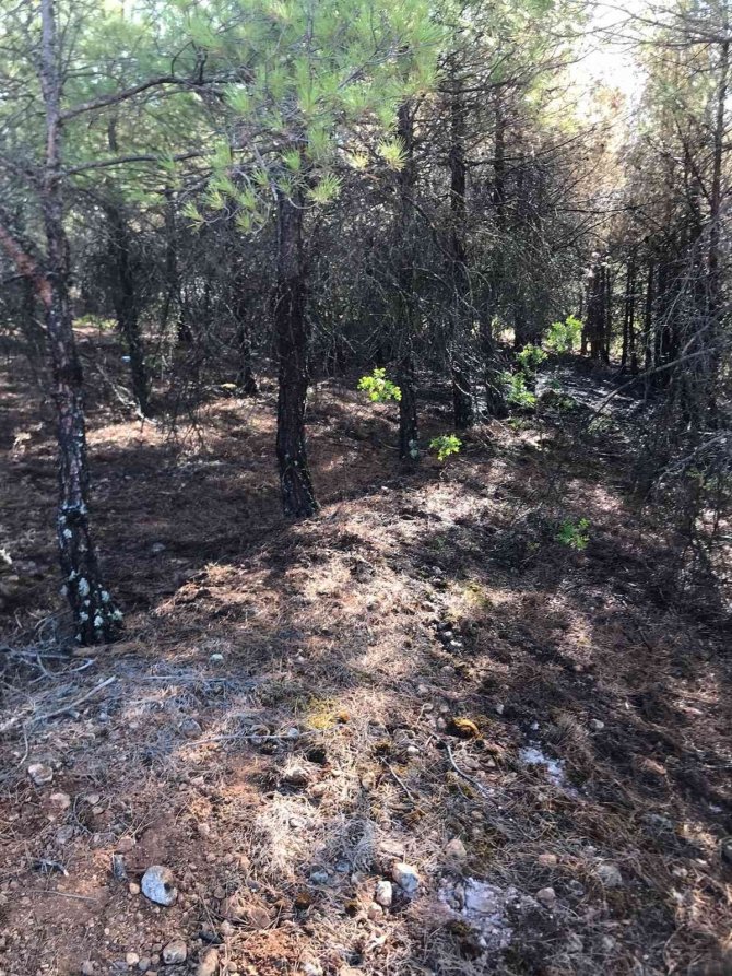 Orman İşçisi Müdahale Ettiği Yangında Zehirlendi