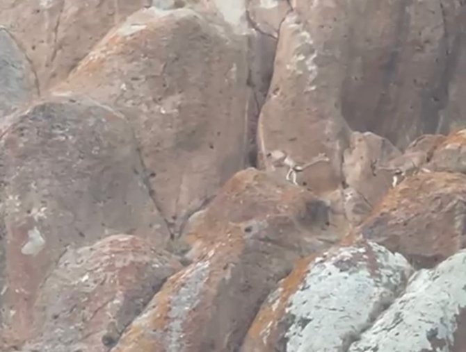 Erzurum’da Nesli Tükenmekte Olan Yaban Keçileri Görüntülendi