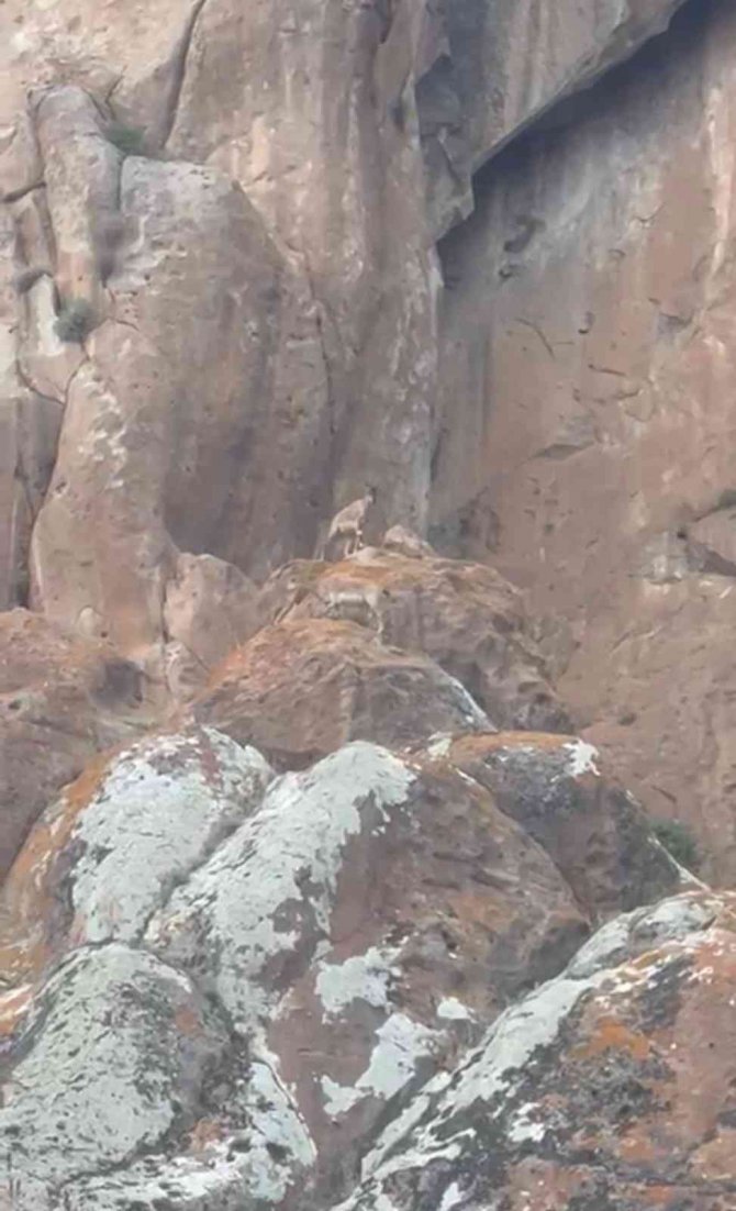 Erzurum’da Nesli Tükenmekte Olan Yaban Keçileri Görüntülendi