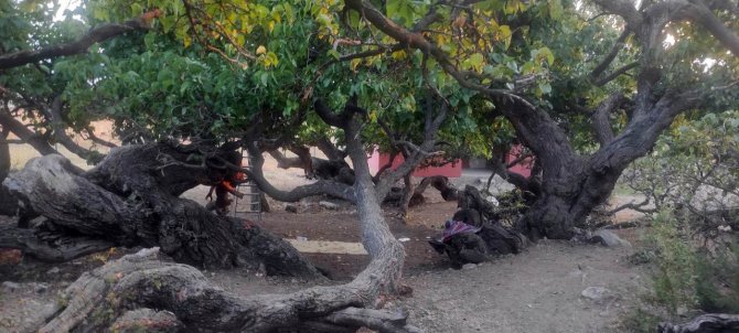 İ̇ki Bin Yıllık Dut Ağacı Görüntüsü İle Dikkat Çekiyor