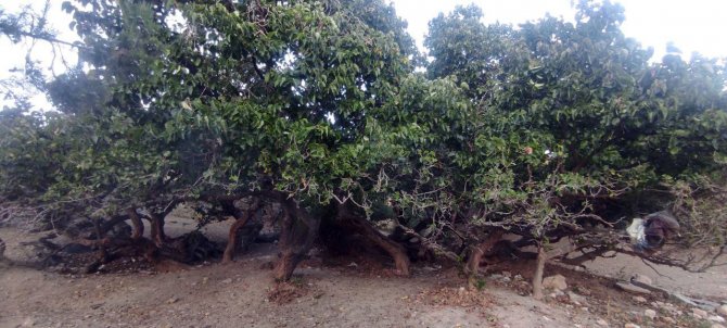 İ̇ki Bin Yıllık Dut Ağacı Görüntüsü İle Dikkat Çekiyor