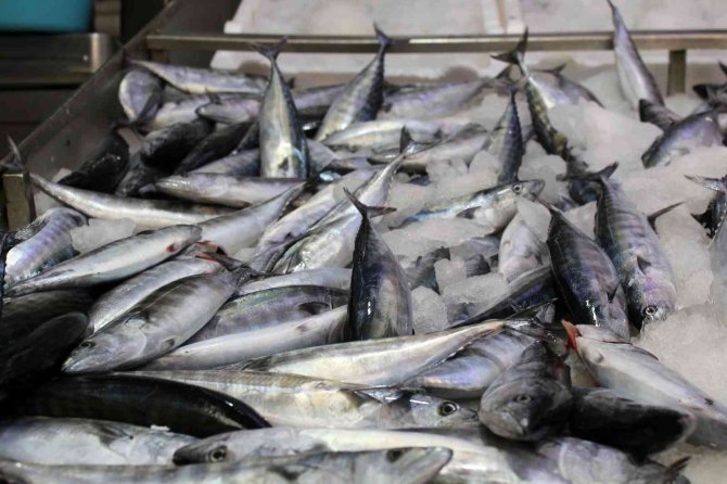 Karadeniz’de Su Sıcaklığı Normalin Üzerinde, Balıkçılar Umduğu Gibi Avlanamadı