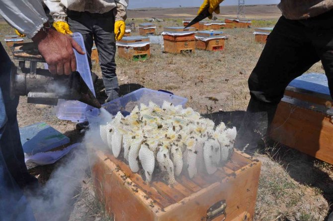 Kars’ta 26 Yıldır Dede Mesleği Arıcılık Yapıyor