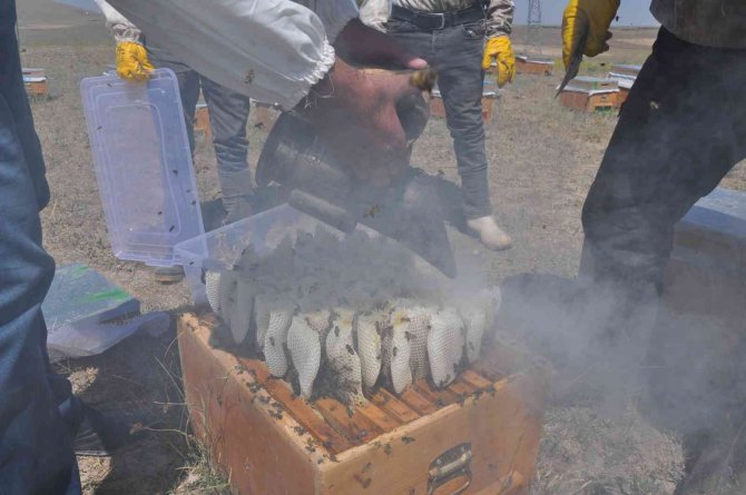 Kars’ta 26 Yıldır Dede Mesleği Arıcılık Yapıyor