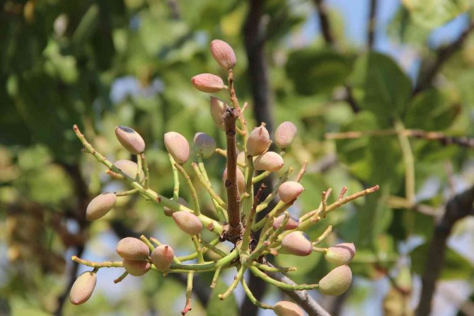 Antep Fıstığı Üretimine Başladılar Kazançlarını 10’a Katladılar