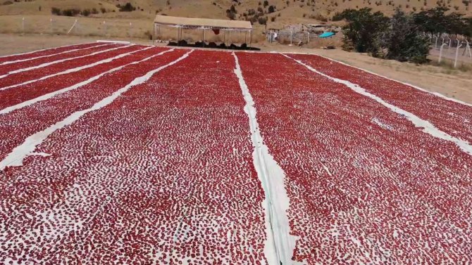 Domatesler İhracat İçin Güneşe Serildi: 7 Ülkeye Gönderilecek