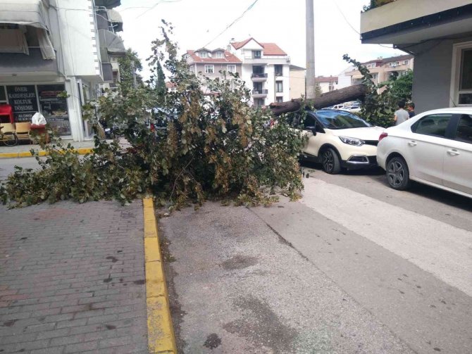 Fırtınanın Devirdiği Ağaç, Park Halindeki Otomobilin Üzerine Düştü