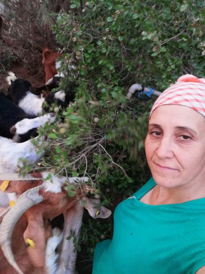 Aydınlı Çobanlar Sokak Köpeği Sorunlarının Çözülmesini Bekliyor