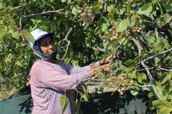 Antep Fıstığı Üretimine Başladılar Kazançlarını 10’a Katladılar