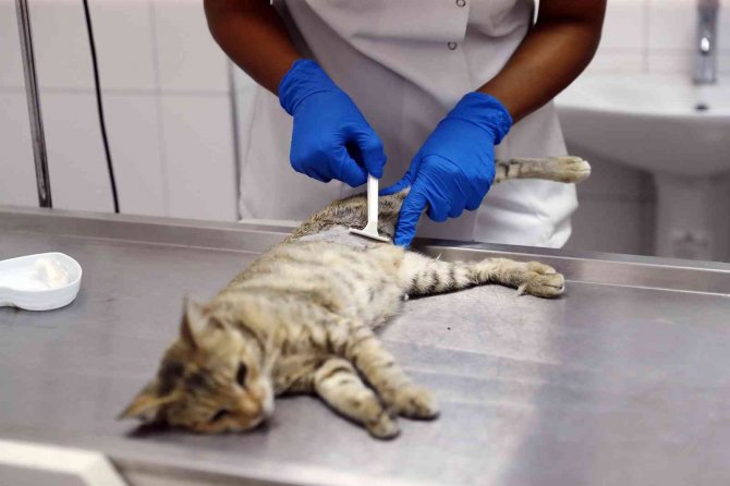 Sokak Hayvanları Kitap Karşılığında Kısırlaştırılıyor