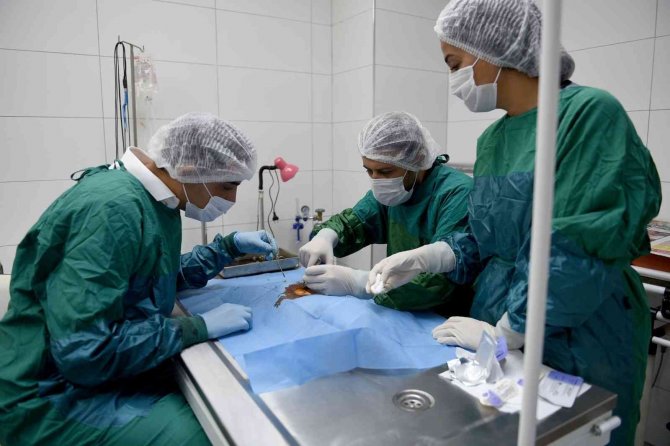 Sokak Hayvanları Kitap Karşılığında Kısırlaştırılıyor