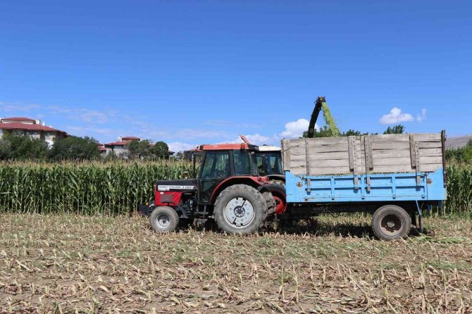 Silajlık Mısır Hasadı Erzincan’da Başladı