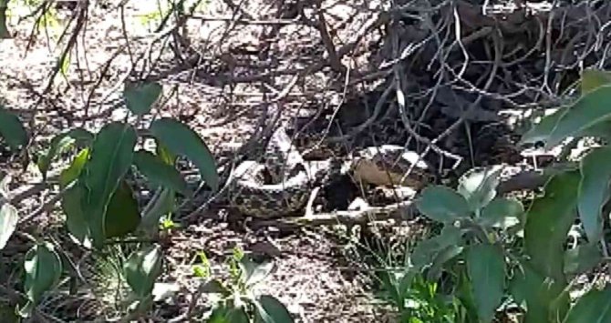 Piknikte Duyduğu Sese Yöneldi, Vardığında Şok Oldu