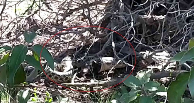 Piknikte Duyduğu Sese Yöneldi, Vardığında Şok Oldu