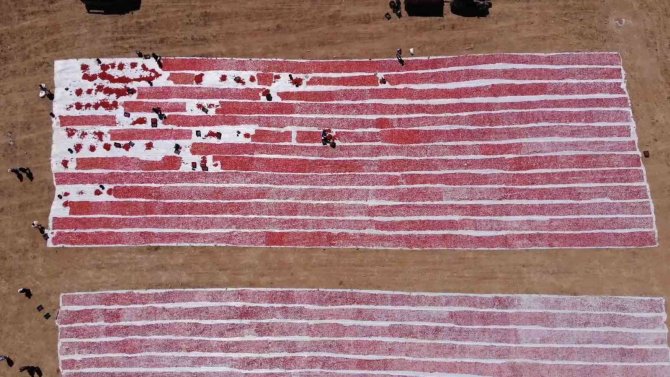 Domatesler İhracat İçin Güneşe Serildi: 7 Ülkeye Gönderilecek