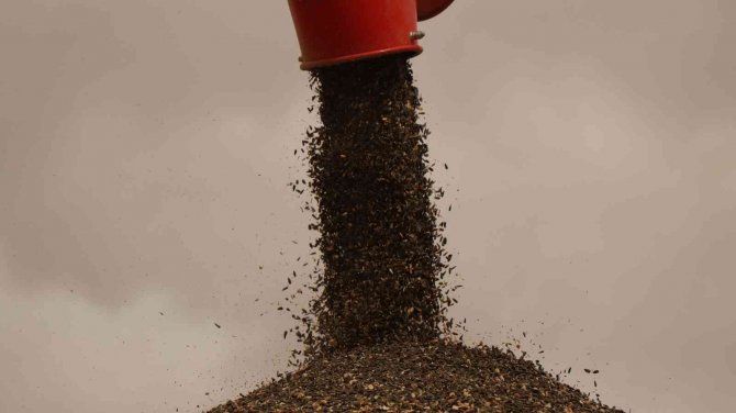 Hasattan Güzel Verim Elde Ediliyor