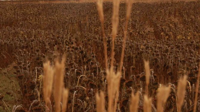 Hasattan Güzel Verim Elde Ediliyor