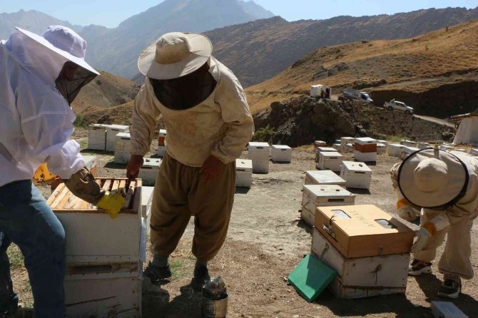 Hakkari’deki Arı Zehri Birinci Kalite Çıktı