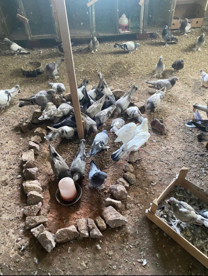 Yalova’da 50 Bin Lira Değerindeki Güvercinleri Çalan Hırsızlar Yakalandı