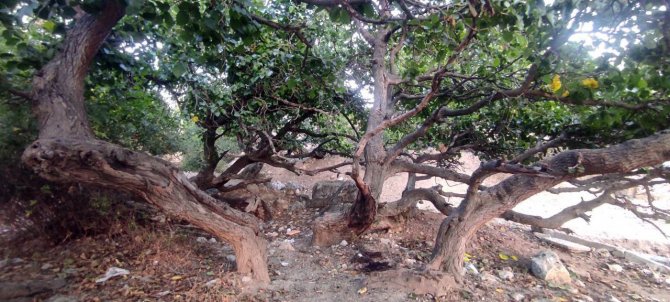 İ̇ki Bin Yıllık Dut Ağacı Görüntüsü İle Dikkat Çekiyor