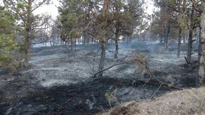 Yozgat’ta 15 Dekarlık Orman Küle Döndü