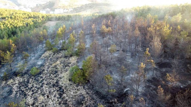 Yozgat’ta 15 Dekarlık Orman Küle Döndü