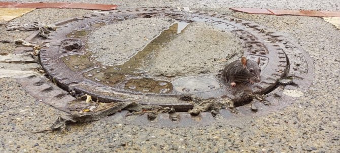 Farenin Fazla Kilosu Başına Dert Oldu