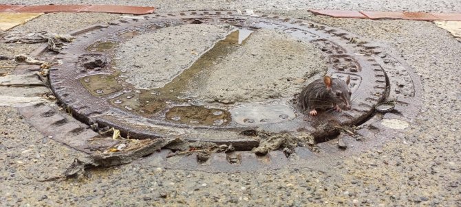 Farenin Fazla Kilosu Başına Dert Oldu