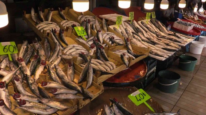 Av Yasağı Sona Erdi, Tezgahlarda Palamut Bollaştı