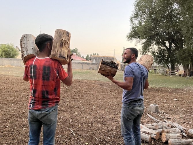 Ağaçlar Kışlık Yakacak Olmak İçin Kesildi