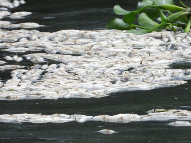 Asi Nehri’nde Şaşırtan Görüntü, Binlerce Balık Su Yüzeyine Çıktı