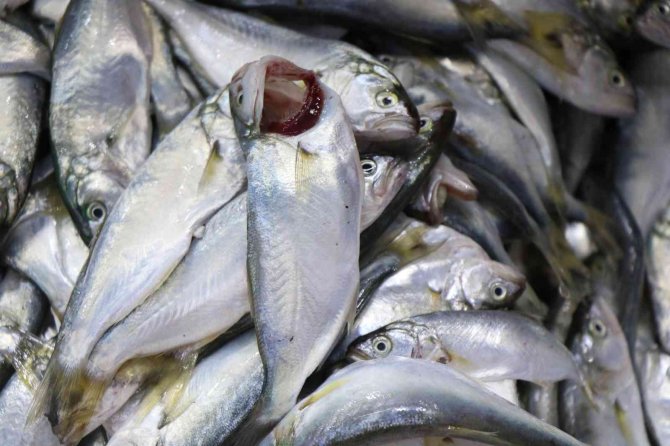 Çinakop Tezgahlarda, Gözler Hala Palamutta