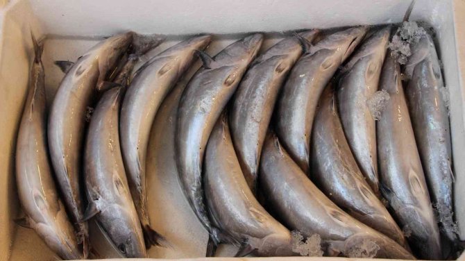 Av Yasağı Sona Erdi, Tezgahlarda Palamut Bollaştı