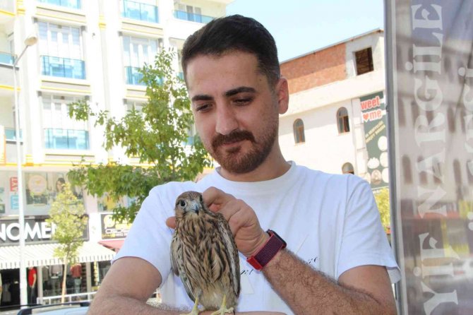 Batman’da Yaralı ’Kerkenez’ Duyarlı Vatandaş Tarafından Tedavi Edildi