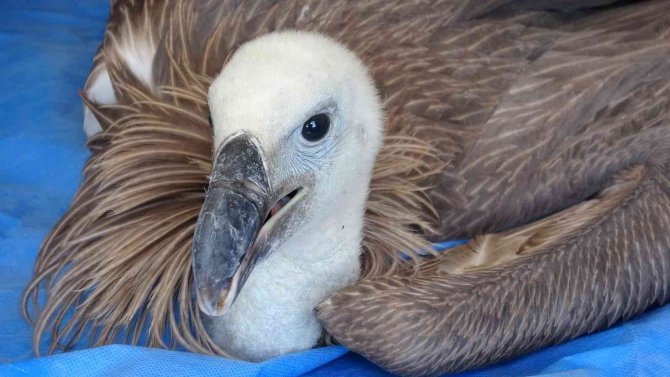 Van’da Son 1 Yılda 6 Akbaba Tedavi Edildi