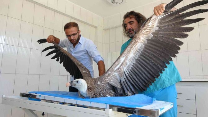 Van’da Son 1 Yılda 6 Akbaba Tedavi Edildi