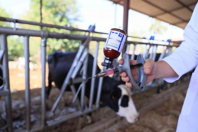 Denizli’de Ölümcül Hastalıkla Mücadele Sürüyor