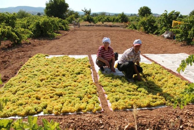 Bağlardan Toplanan Üzümler Doğal Yöntemlerle Kurutuluyor