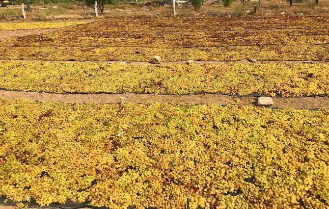 Bağlardan Toplanan Üzümler Doğal Yöntemlerle Kurutuluyor