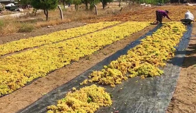 Bağlardan Toplanan Üzümler Doğal Yöntemlerle Kurutuluyor