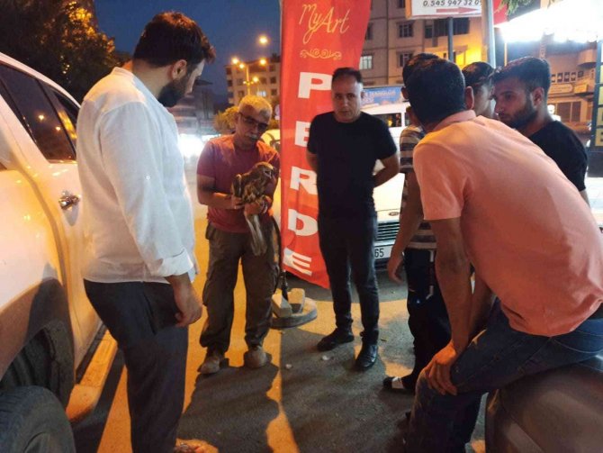 Tedavisi Tamamlanan Kızıl Şahin Doğal Ortamına Bırakıldı