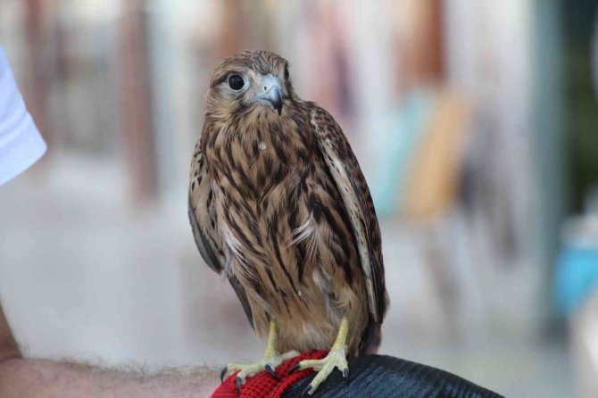 Batman’da Yaralı ’Kerkenez’ Duyarlı Vatandaş Tarafından Tedavi Edildi