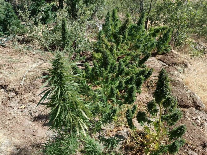 Elazığ’da 20 Kilo Esrar Ele Geçirildi: 1 Gözaltı