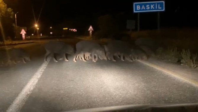 Domuz Sürüsü Araçlara Aldırış Etmeden Karşıya Geçti