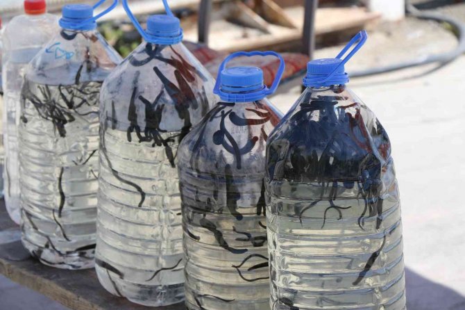 Geçimlerini 35 Yıldır Sülük Satarak Sağlıyorlar