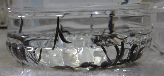 Üniversiteli Sülükler Geleneksel Ve Tamamlayıcı Tıbbın Hizmetinde